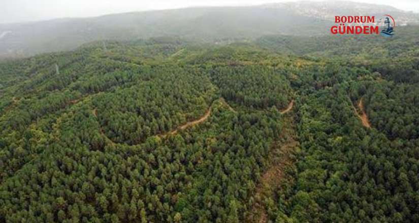 ÇED Gerçeği: Çevreyi Koruyan Sistem mi, Ranta Açılan Kapı mı?