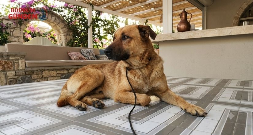 Kefi Beach’teki Köpek Tartışması Sosyal Medyada Gündem Oldu