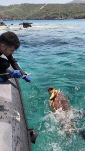 Ağa takılan deniz kaplumbağasını dernek görevlileri kurtardı