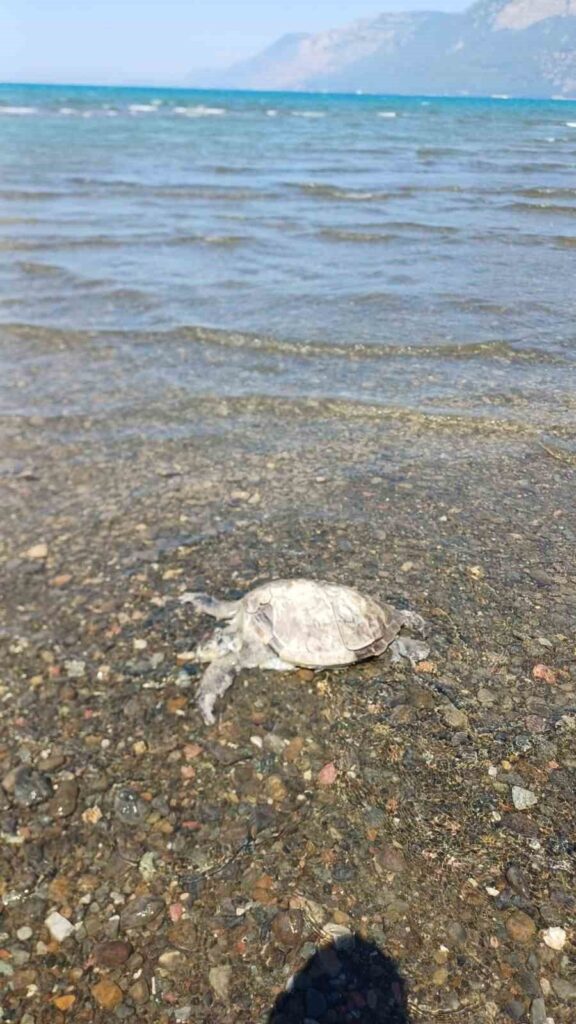 Sahilde Caretta Caretta bulundu