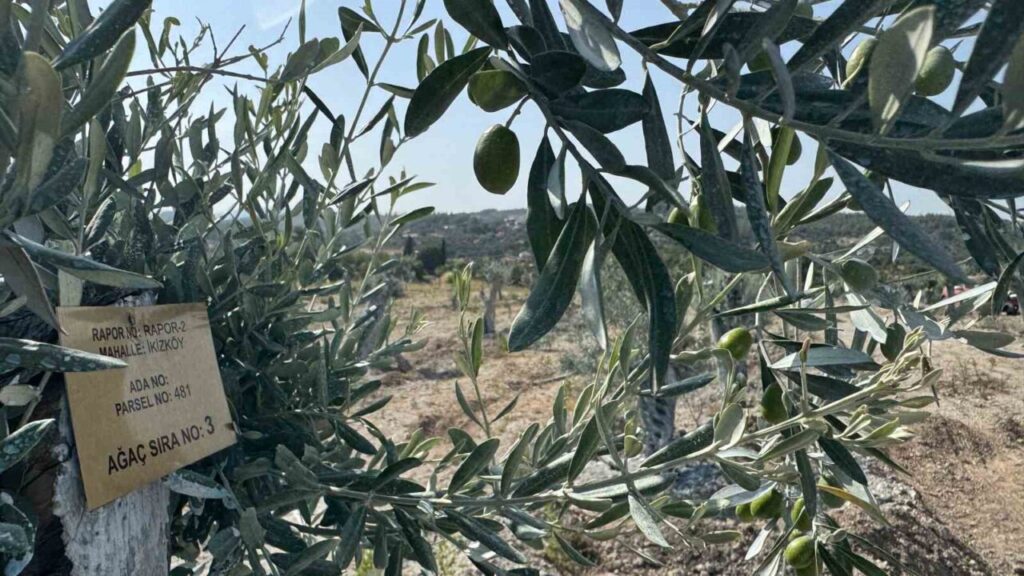 Milas’ta bilimsel yöntemlerle taşınan zeytin ağaçları, bir yıl dolmadan yeniden meyve vermeye başladı